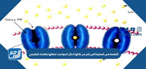 البلعمة هي العملية التي يتم من خلالها إدخال المواد عندما تكون محاطة بغشاء البلازما