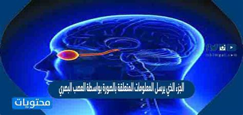 الجزء الذي يرسل معلومات حول الصورة من العصب البصري إلى الدماغ هو