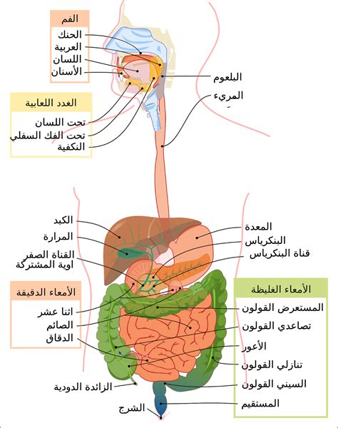 الجهاز الهضمي للسائل الذي يحيط بالجنين