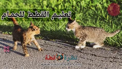 الحركات التي تشير إلى رغبة القطة في قضاء حاجتها