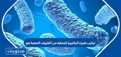 الحل لمسألة التركيبة التي تفرزها البكتيريا للحماية من الظروف الصعبة هو: