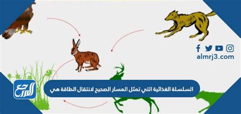 الحل لمسألة السلسلة الغذائية، وهو المسار الصحيح لنقل الطاقة، هو