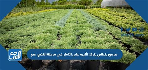 الحل لمسألة هرمون النبات الذي يتركز تأثيره على الثمار في مرحلة النضج هو
