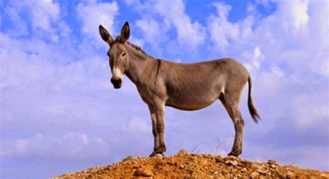 الحمار يواجه ذيل حزين