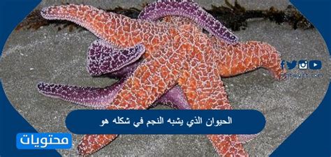 الحيوان الذي في شكله يشبه النجم هو