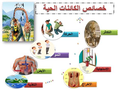 الحيوانات ليست بالضرورة ذاتية التغذية.  الصواب والخطأ - الأخبار العاشرة