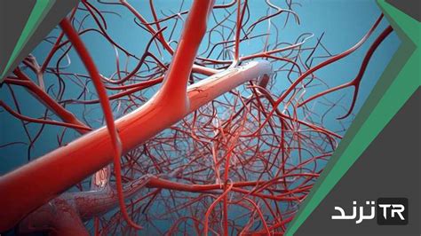 الدائرة المفتوحة هي النظام الذي لا يتدفق الدم من خلاله داخل الأوعية بل حول الأعضاء مباشرة.