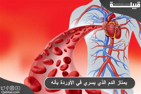 الدم الذي يدور في الأوردة يسمى ماذا