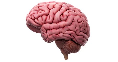 الدماغ هو المنطقة الأكثر تعقيدًا وحساسية.  إنه عضو أساسي في جسم الكائنات الحية البشرية والحيوانية.  يقع في الرأس وهو قريب من الحواس مثل الشم والسمع واللمس والذوق والبصر.