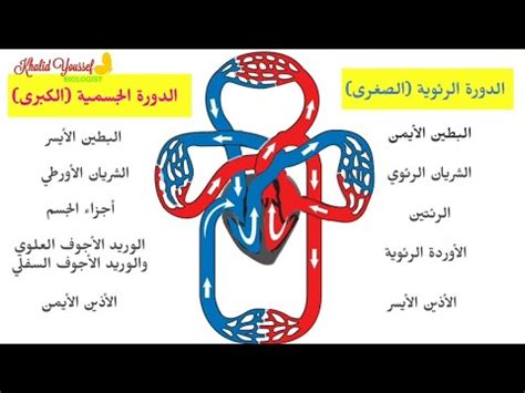 الدورة الدموية في الجسم وتحسين الأربطة والمفاصل الدورة الدموية في الجسم وتحسين الأربطة والمفاصل