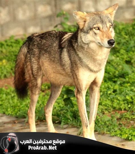الذئب القوقازي نوع من الذئب الرمادي الذئب القوقازي نوع من الذئب الرمادي