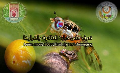 الرقابة القانونية والزراعية على ذبابة الفاكهة