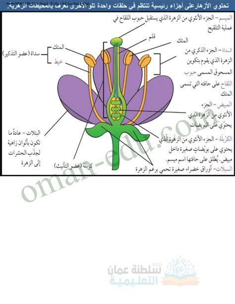 الزهرة التي تنتج حبوب اللقاح فقط تسمى الزهرة حسب الجنس.  مطلوب الإجابة.