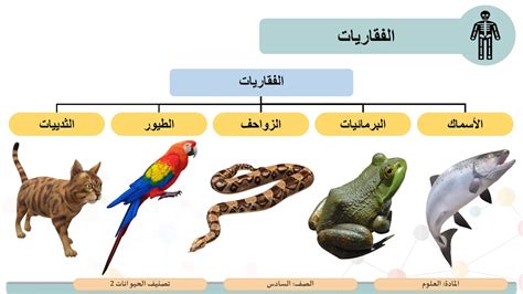 السمة التي لا يمكن تصنيف الحيوانات بها هي وجود عمود فقري لبعض الحيوانات وتسمى الفقاريات، وبعض الحيوانات الأخرى ليس لها عمود فقري ولذلك تسمى اللافقاريات.