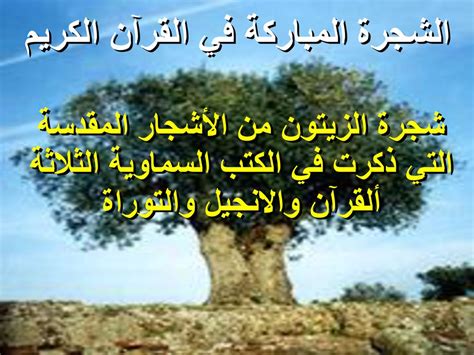 الشجرة التي ذكرها الرسول في الاجتماع الأول إجابة كاملة