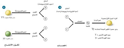 الشخص الذي يحمل زوجًا مختلفًا من الجينات لسمة