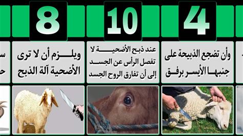 الشرح طريقة الإسلامية الصحيحة في ذبح الضحية الشرح طريقة الإسلامية الصحيحة في ذبح الضحية