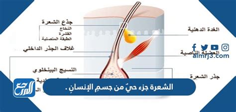 الشعر جزء حي من جسم الإنسان.  صحيح خطأ - أنت تعرف ذلك بشكل صحيح