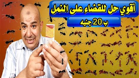 الشعور الذي يساعد النمل على إيجاد طريقه هو أمر منطقي
