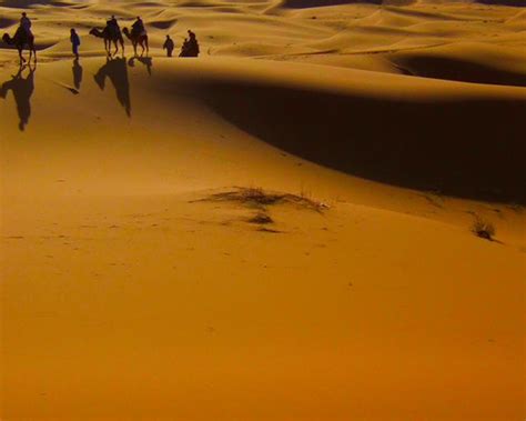 الصحراء الحارة موطن جاف مع القليل من الأمطار. صحيح خطأ الصحراء الحارة موطن جاف مع القليل من الأمطار. صحيح خطأ