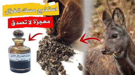 الطريقة الاكثر ملاءمة استخراج المسك من الغزال
