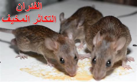 الطعام الذي تفضله الفئران
