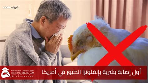 العادات الصحية الجيدة لتجنب الإصابة بأنفلونزا الطيور: