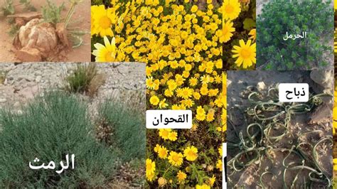 العالم الذي ورد اسمه في النص العالم الذي ورد اسمه في النص