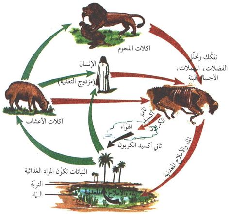 العلاقات في التغذية العلاقات في التغذية