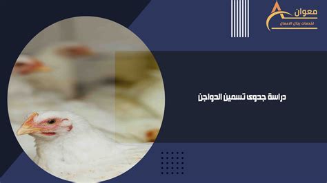 العناصر الرئيسية لبدء مشروع تسمين وتربية الدواجن
