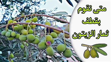 الفترة الزمنية المعقولة التي يجب مراعاتها لجني ثمار المشي