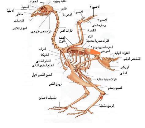 الفقرات الذيلية في الطيور