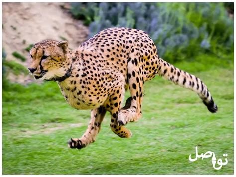 الفهد يجري ساعة ونصف في اليوم، فكم من سيجري في أربعة أيام بنفس الوتيرة؟ الفهد يجري ساعة ونصف في اليوم، فكم من سيجري في أربعة أيام بنفس الوتيرة؟