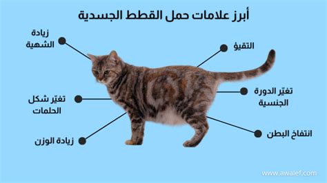 القطة أو (القطة) في البرية إذا قامت بهذه السلوكيات