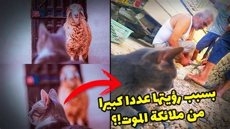 القطط تختفي في عيد الأضحى بسبب رؤيتها عددا كبيرا من ملائكة الموت