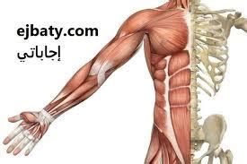 الكائنات المجوفة لها أجسام مفلطحة مصنوعة من أنسجة متخصصة