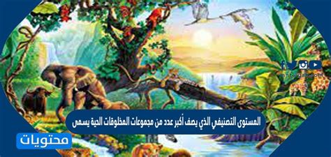 المستوى التصنيفي الذي يصف أكبر عدد من مجموعات الكائنات الحية يسمى؟