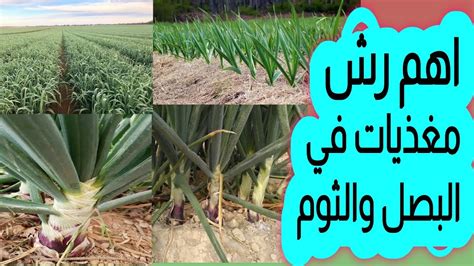 المغذيات في البصل