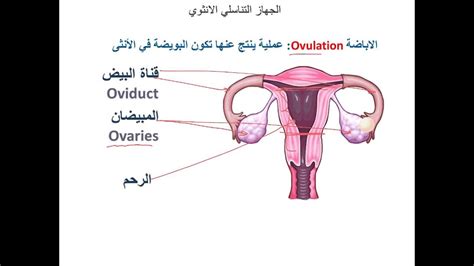 المقارنة بين الأعضاء والهياكل الرئيسية للجهاز التناسلي للأنثى والذكور