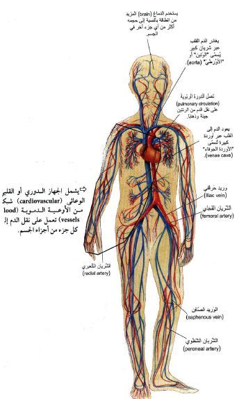 النظام الذي لا يتدفق فيه الدم عبر الأوعية ولكنه يتدفق مباشرة حول الأعضاء هو نظام الدورة الدموية المفتوح