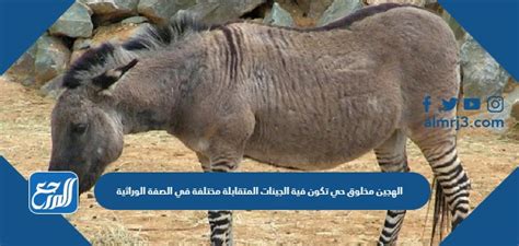الهجين هو كائن حي تختلف فيه الجينات المقابلة من حيث خصائصها الجينية