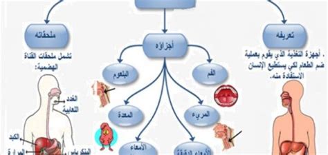 الهضم الميكانيكي والهضم الكيميائي شرح أهمية الهضم الكيميائي للجسم