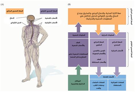 الهياكل التي تخلق النبضات العصبية اللازمة لنقل حركات الجسم إلى الدماغ من أجل الحفاظ على توازنه