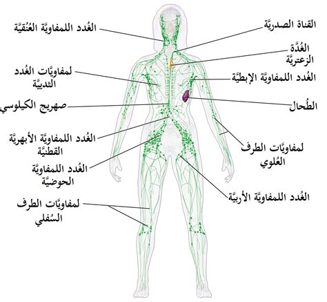 الوظائف الرئيسية للجهاز اللمفاوي ووظائفه في جسم الإنسان