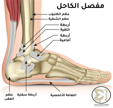بدءًا من وضع الاستعداد الصحيح، وزع وزن الجسم على أصابع القدم، وادفع الجسم وانحني قليلاً إلى الأمام