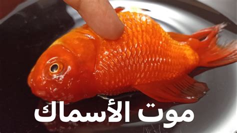 بعض الأشياء البشرية التي يمكن أن تسبب موت الأسماك العادية