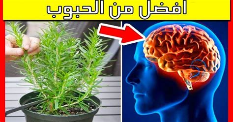 بعض الأعشاب التي تساعد في تقوية ذاكرة الإنسان بعض الأعشاب التي تساعد في تقوية ذاكرة الإنسان
