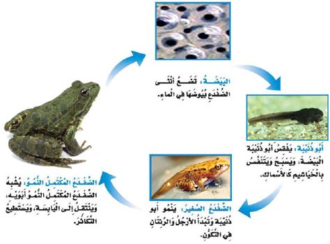 تبدأ البرمائيات حياتها على شكل بيضة.  أبو ثنيبة.  الضفدع البالغ.  الضفدع الصغير؟  حلول الكتاب