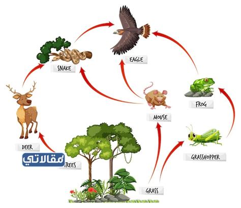 تبدأ السلسلة الغذائية في كل مجتمع بالمستهلكين