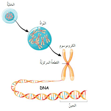 تتحكم الجينات في مظهر السمات الوراثية للكائن الحي من خلال تقديم إجابة على السؤال